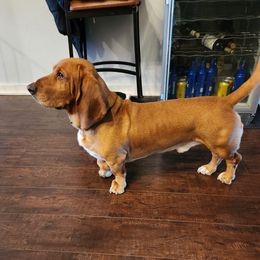 Jasper - Basset Hound