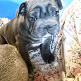 Joan Rivers - Blue female French Bulldog puppy in Deer Park, Texas from Lots of Ropes French Bulldogs