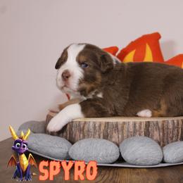 Australian Shepherd Puppies from Starlit Grove Australian Shepherds