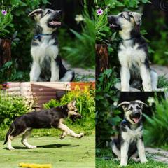 Basset Hound and Vostochino Evropeiskaya Ovcharka Puppies from Thystrup Vostochno Evropeiskaya Ovcharka