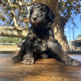 MANA - Phantom male Goldendoodle puppy in Fruitland Park, Florida from Mount Doodles