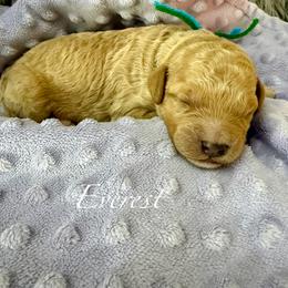 Everest - Red  male Goldendoodle puppy in Boise, Idaho from Goldendoodle Baby