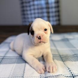 Boy 4 - White male Boxer puppy in Prestonsburg, Kentucky from Bre’s Boxers