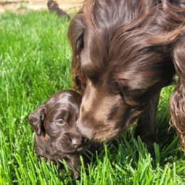 Boykin Spaniels from Silver Creek Boykins