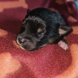 Aurora - Black and tan female Companion Cross puppy in Decatur, Illinois from We R Puppies