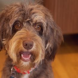 Zoe - Aussiedoodle