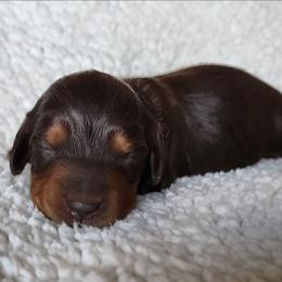Keeper Girl - Chocolate and tan female Dachshund puppy in Anaconda, Montana from Williams Family Dachshunds