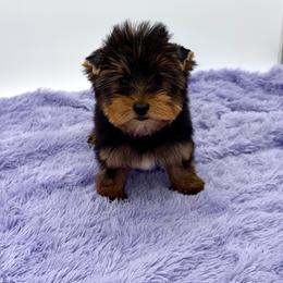 Wendi - Black and tan female Yorkshire Terrier puppy in Sandy Hook, Kentucky from The Royal Yorkie Den LLC
