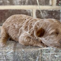 Elsa - Cream female Aussiedoodle puppy in Idabel, Oklahoma from Kay Kay’s Poodles & Doodles