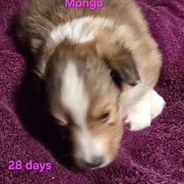 TINY Little Mongo Special Holiday Price Through Nov 30th - Sable and white male Shetland Sheepdog puppy in Houston, Texas from LaLa's Lilliputian Lassies