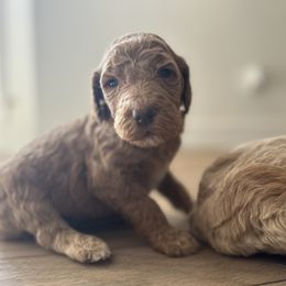 Goldendoodle puppies from Valentine Kennels