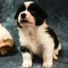 American Corgi, Cardigan Welsh Corgi, and Pembroke Welsh Corgi Puppies from Cal Beach Corgis