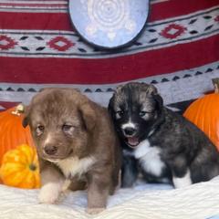 Native American Indian Dog Puppies from Turtle Island NAIDs
