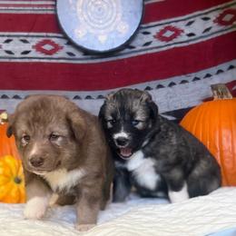 Native American Indian Dog Puppies from Turtle Island NAIDs