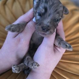 Pip - Merle male Goldendoodle puppy in Decatur, Tennessee from Diamond's Doodles