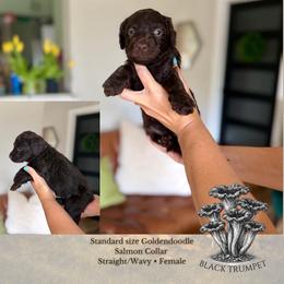 Black Trumpet - Salmon Collar - Chocolate female Goldendoodle puppy in Garland, Texas from Twilight Doodles