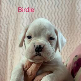 Birdie - White female Boxer puppy in Elyria, Ohio from Just-A-Wyn Boxers