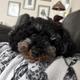 Roxy