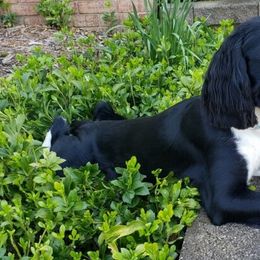 English Springer Spaniel Puppies from Brandywine Springers
