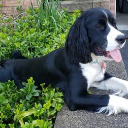 English Springer Spaniel Puppies from Brandywine Springers