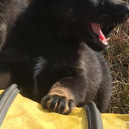 German Shepherd Puppies from Tatum Kennels