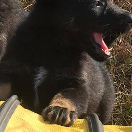 German Shepherd Puppies from Tatum Kennels