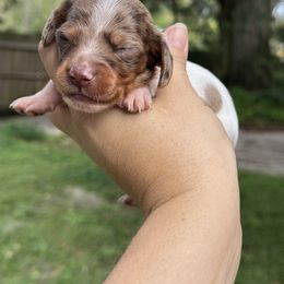 Juno - Dapple female Dachshund puppy in Lakeland, Florida from Elite Doxies Florida