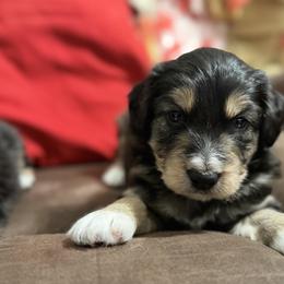 Ozzy - Black phantom male Aussiedoodle puppy in Warrensburg, Missouri from Dreamer Ridge Puppies