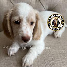 Scout - Cream male Dachshund puppy in Houston, Texas from Texas Regal Dachshunds LLC