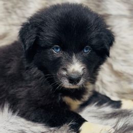 Amiri - Black & white female Australian Shepherd puppy in Windsor, New York from Double B Aussies