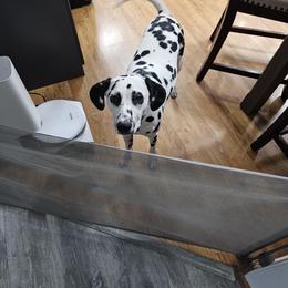 Girl 3 - White and black female Dalmatian puppy in Richmond, Virginia from Darrfield