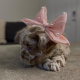 Ginger - Tricolors female French Bulldog puppy in Midland, Texas from Frenchies
