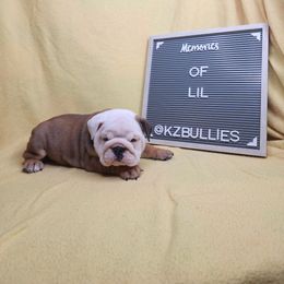Lil - Red and white female Bulldog puppy in Hillsdale County, Michigan from KZ Bullies LLC