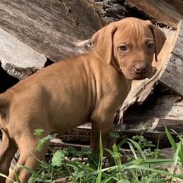 Wirehaired Vizslas from Savage Kennels LLC