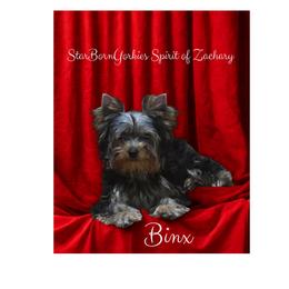 StarBornYorkies Spirit of Zachary - BINX - Blue and gold male Yorkshire Terrier puppy in Northville, Michigan from StarBornYorkies, LLC