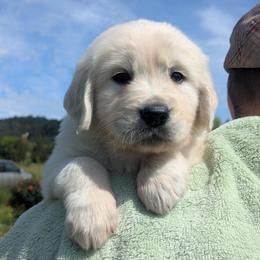 Green - Light golden male Golden Retriever puppy in Roseburg, Oregon from Unbound Goldens