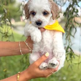 Australian Labradoodle Puppies from Sweet Melissa Labradoodles