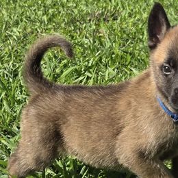 Belgian Malinois from De Linus Malinois
