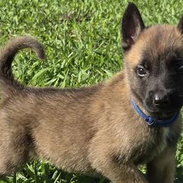 Belgian Malinois from De Linus Malinois