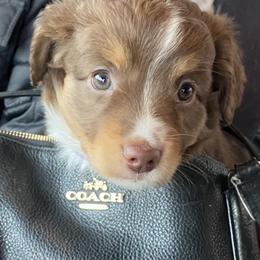 Australian Shepherd and Miniature Australian Shepherd Puppies from Tapestry Australian Shepherds