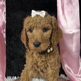 White girl - Apricot female Poodle puppy in Bowling Green, Kentucky from Ritzy Red Poodles