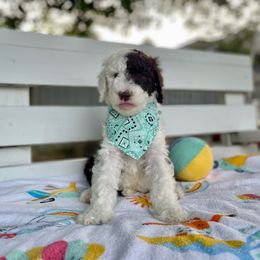 Sheepadoodle Puppies from Pawsome Doodle Haven