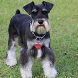 Lilly - Miniature Schnauzer