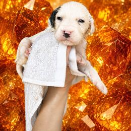 Amber - White and black female Dalmatian puppy in Bremen, Georgia from Clark’s Dalmatians