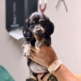 Dixie - Black and cream female Dachshund puppy in Hornbeck, Louisiana from A&Z Mini Dachshunds