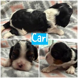 Carl - Tri-color male Cavalier King Charles Spaniel puppy in Spring Hill, Florida from Wonderland Cavaliers