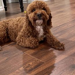 Dax - Goldendoodle