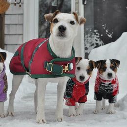 Jack Russell Terriers from Raven Wolf Jack Russell Terriers