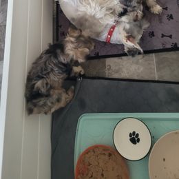 Miniature Schnauzer Puppies from Highland Schnauzer