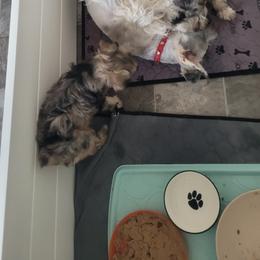 Miniature Schnauzer Puppies from Highland Schnauzer